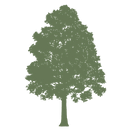 Green Tree.png